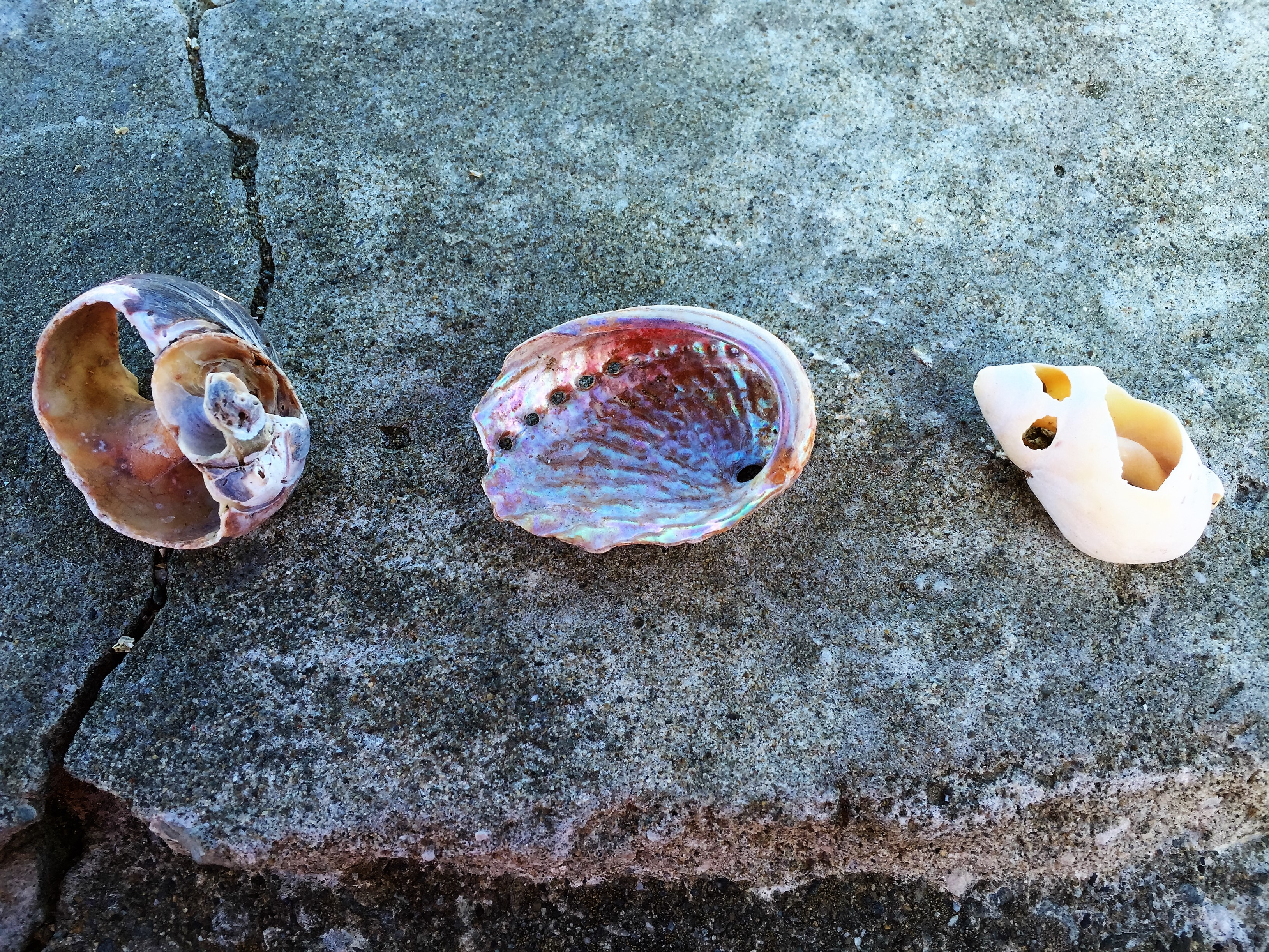 shells (1)
