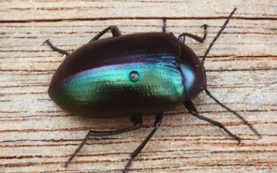 Nicole Walsh Beetle