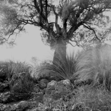 Cover image from The Nemophilist series by Jane Wilcox