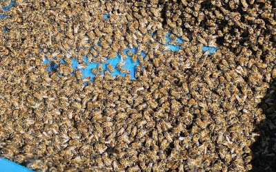 USE box of bees v2