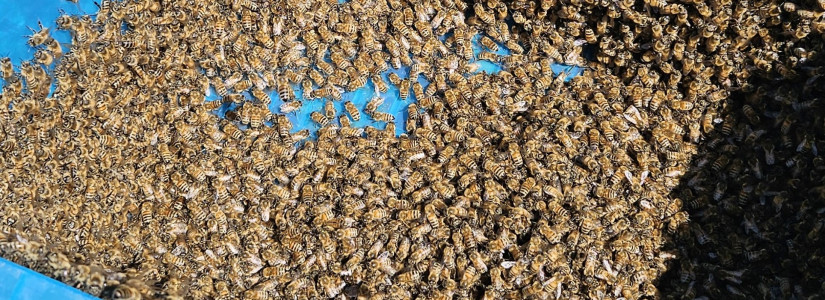 USE box of bees v2