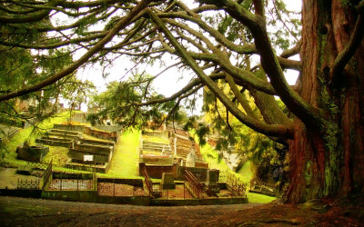 nz trees 1 1384652