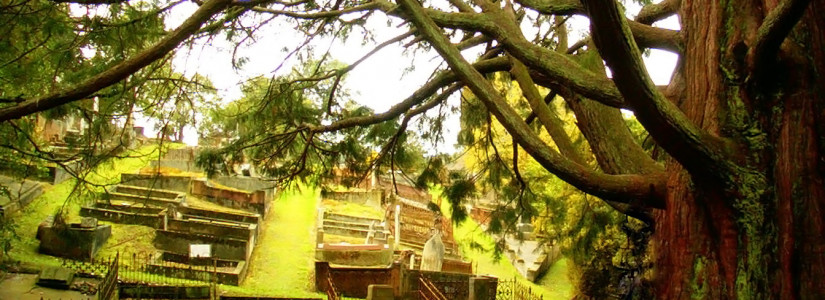 nz trees 1 1384652