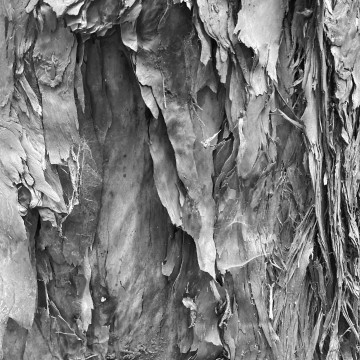 bark small