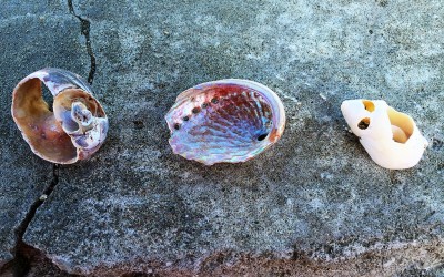 Blog 19