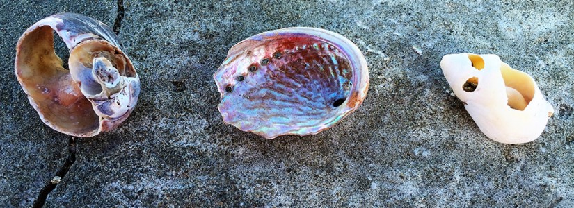 Blog 19