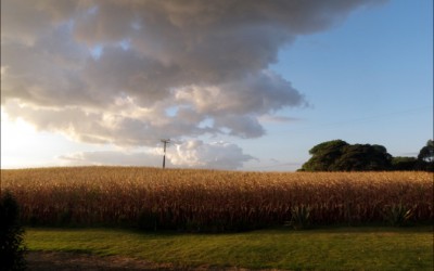 Blog 24