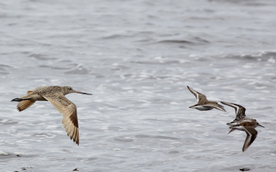 godwit and sandpipers
