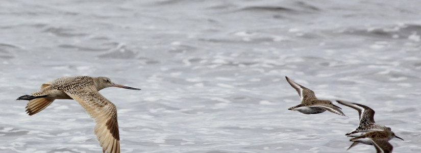 godwit and sandpipers