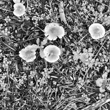 Fungi crop
