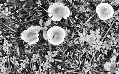 Fungi crop